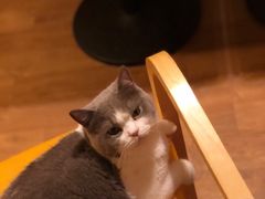 -猫色咖啡·猫咖