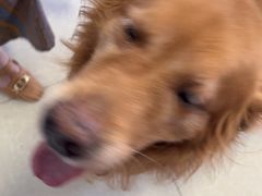 -瑞派福兴宠物医院犬猫全科·骨科·中西医结合(河东店)