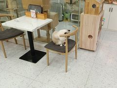 -喵园·猫主题咖啡厅·撸猫·猫咖(国贸店)