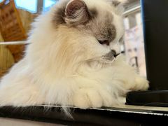 -豆逗聊愈猫阁Easy Life