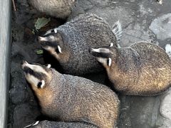 -西霞口神雕山野生动物世界