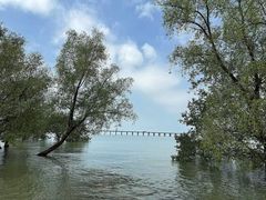 -宝安西湾红树林湿地公园