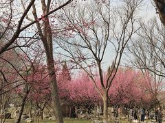 -石家庄市植物园
