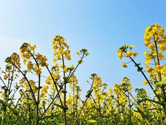 -中国天府农业博览园