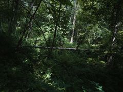 -五营红松林海景区