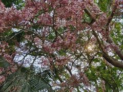-中国科学院西双版纳热带植物园