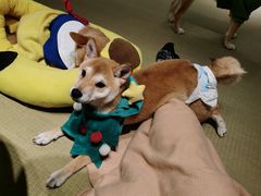 -逗柴咖啡屋·狗咖猫咖宠物桌游
