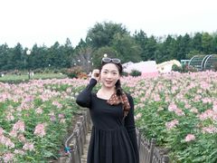 -荷兰花海