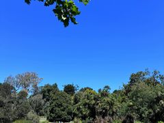 -墨尔本皇家植物园