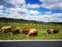 -塞罕坝国家级自然保护区