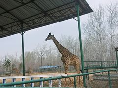 -秦皇岛野生动物园