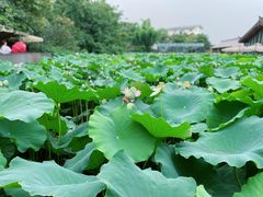 -莫催咖啡