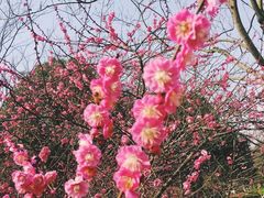 -花溪公园