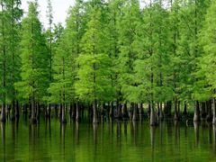 -白鹭湾湿地公园