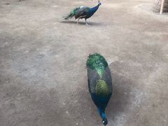 -呀路古热带植物园