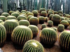 -南山植物园