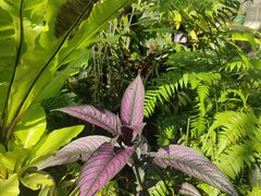 -国家植物园南园