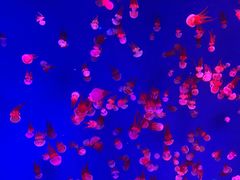 -芜湖新华联大白鲸海洋公园