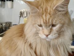 -有猫主题·治愈系猫咖(曾厝垵店)