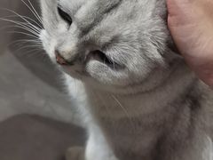 -猫儿山۰猫主题餐厅