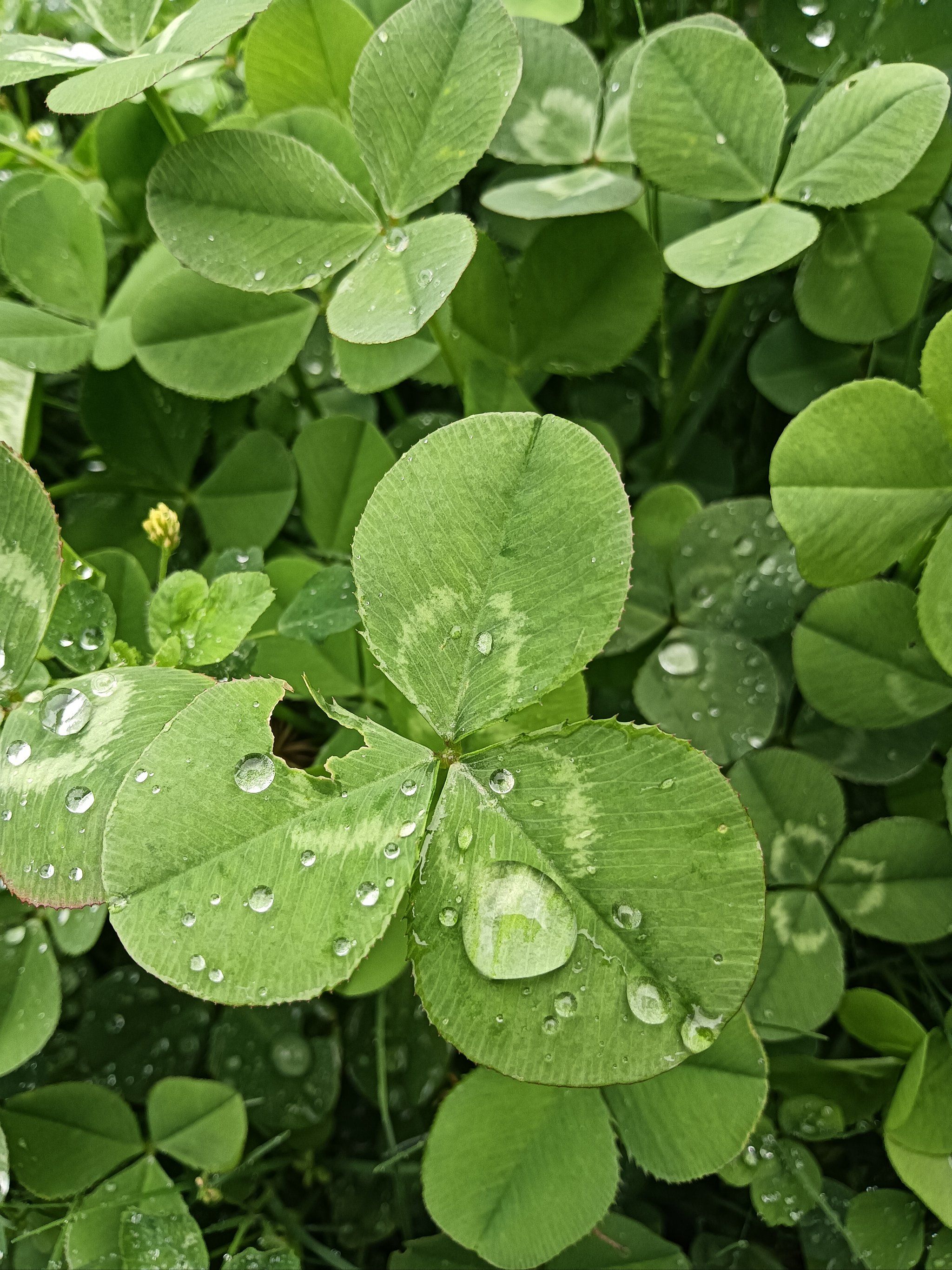 雨中的渭南博物馆幸运草