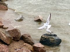 -深圳湾公园(南山区)