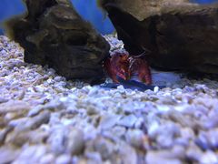 -芜湖新华联大白鲸海洋公园