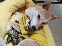 -逗柴咖啡屋·狗咖猫咖宠物桌游