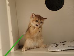 -东方名猫馆·英短金渐层布偶猫舍(环线广场1号楼店)