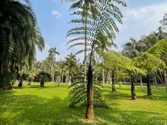 -中国科学院西双版纳热带植物园