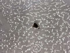 -嘉华海鲜酒家(龙津中路店)