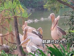 -南沙水鸟世界生态园