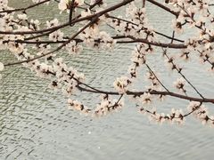 -桃花堤公园