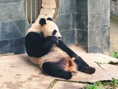 -中国大熊猫保护研究中心雅安碧峰峡基地