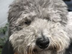 -宠福鑫康馨动物医院·骨科·眼科