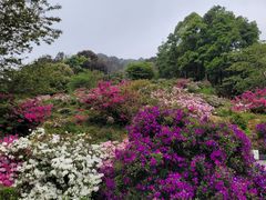 -广州市石门国家森林公园