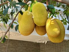 -长洲岛