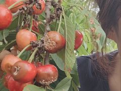 -白鹿原樱桃园