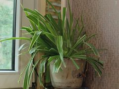 -伊帆食府·青海地方特色美食