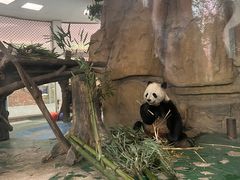 -成都动物园