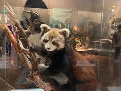 -陕西自然博物馆