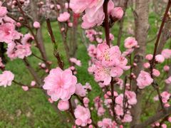 -南汇桃花村