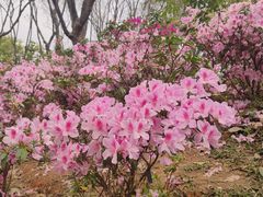 -东莞植物园