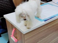 -萌兽医馆·犬猫专科·眼科中心·宠物医院(朝阳门分院)