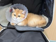 -瑞派·关忠动物医院·猫专科·犬专科(三环新城店)