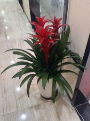 -雍禾植发