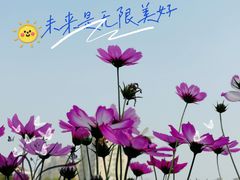 -映月湖公园