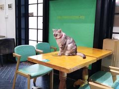 大堂-猫色咖啡·猫咖
