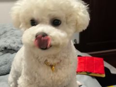 -艾贝尔宠物医院 ·内科全科(梁溪路店)