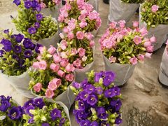 -龙大花卉苗木市场